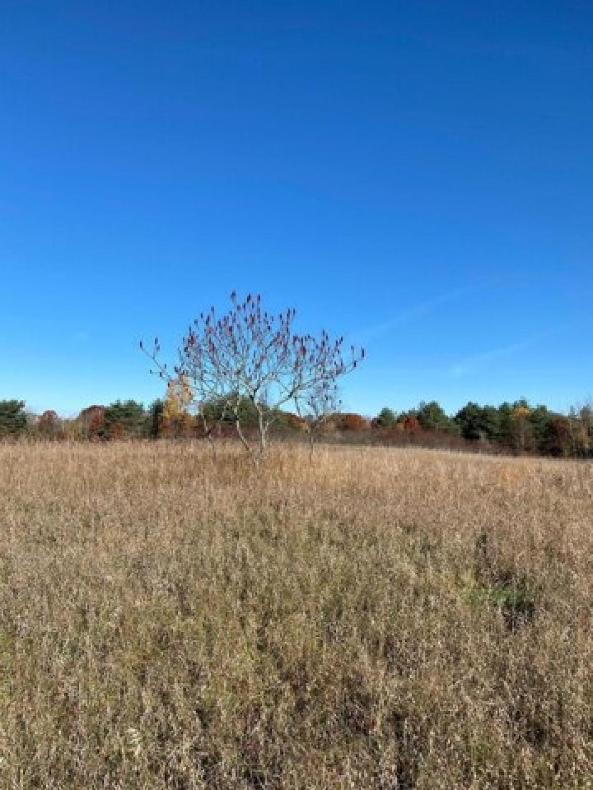 Picture of Residential Land For Sale in Grand Junction, Michigan, United States