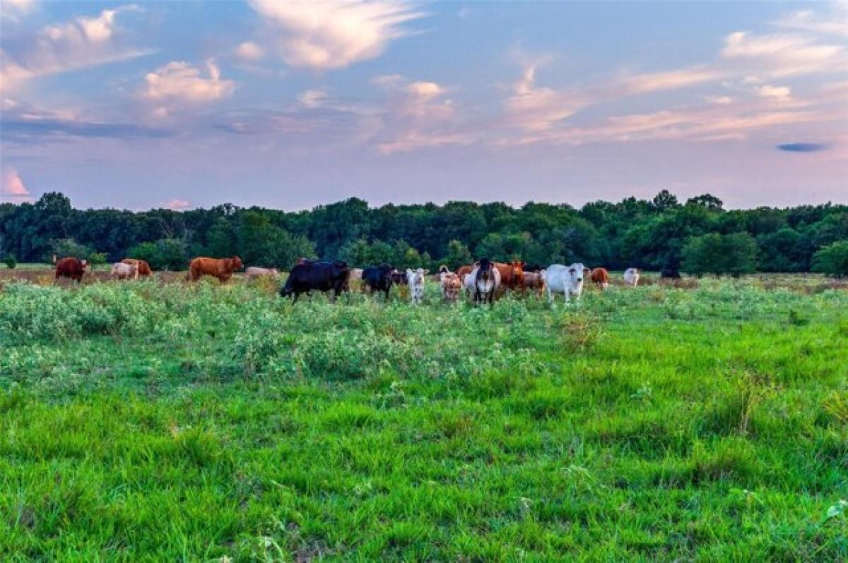 Picture of Residential Land For Sale in Bogata, Texas, United States