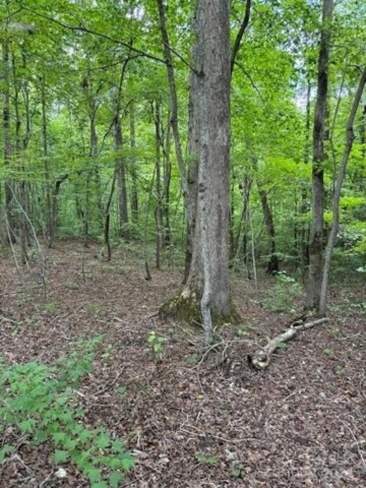 Picture of Residential Land For Sale in Iron Station, North Carolina, United States