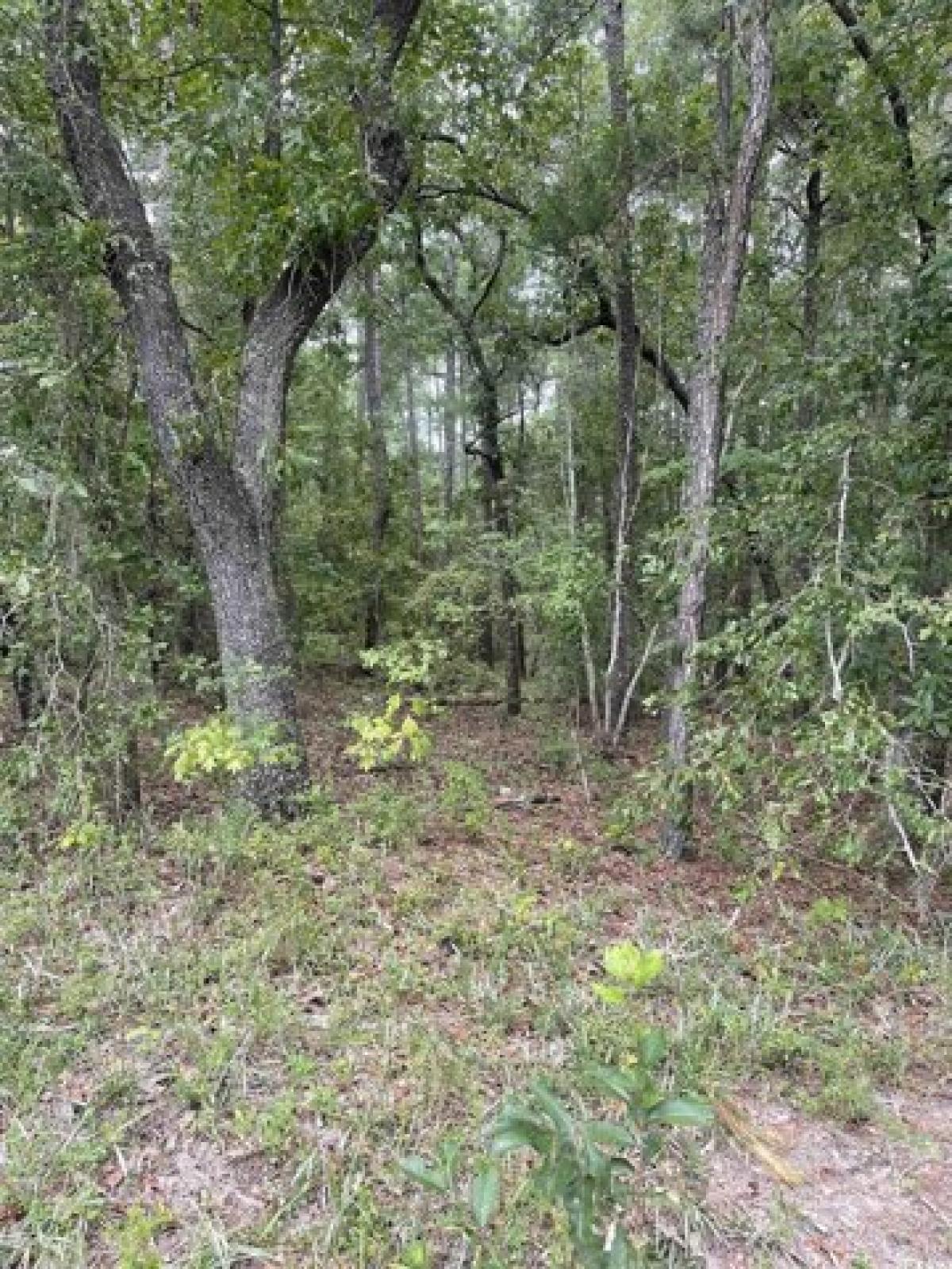 Picture of Residential Land For Sale in Conway, South Carolina, United States