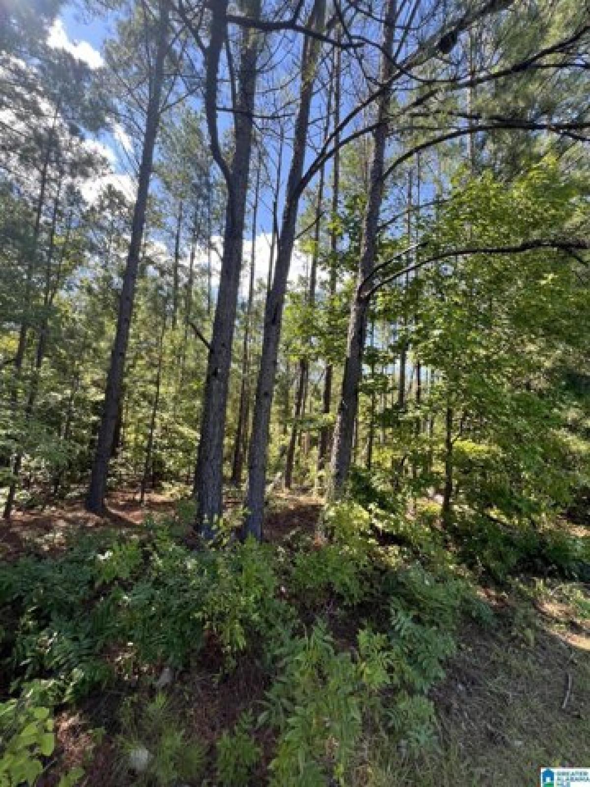 Picture of Residential Land For Sale in Jemison, Alabama, United States