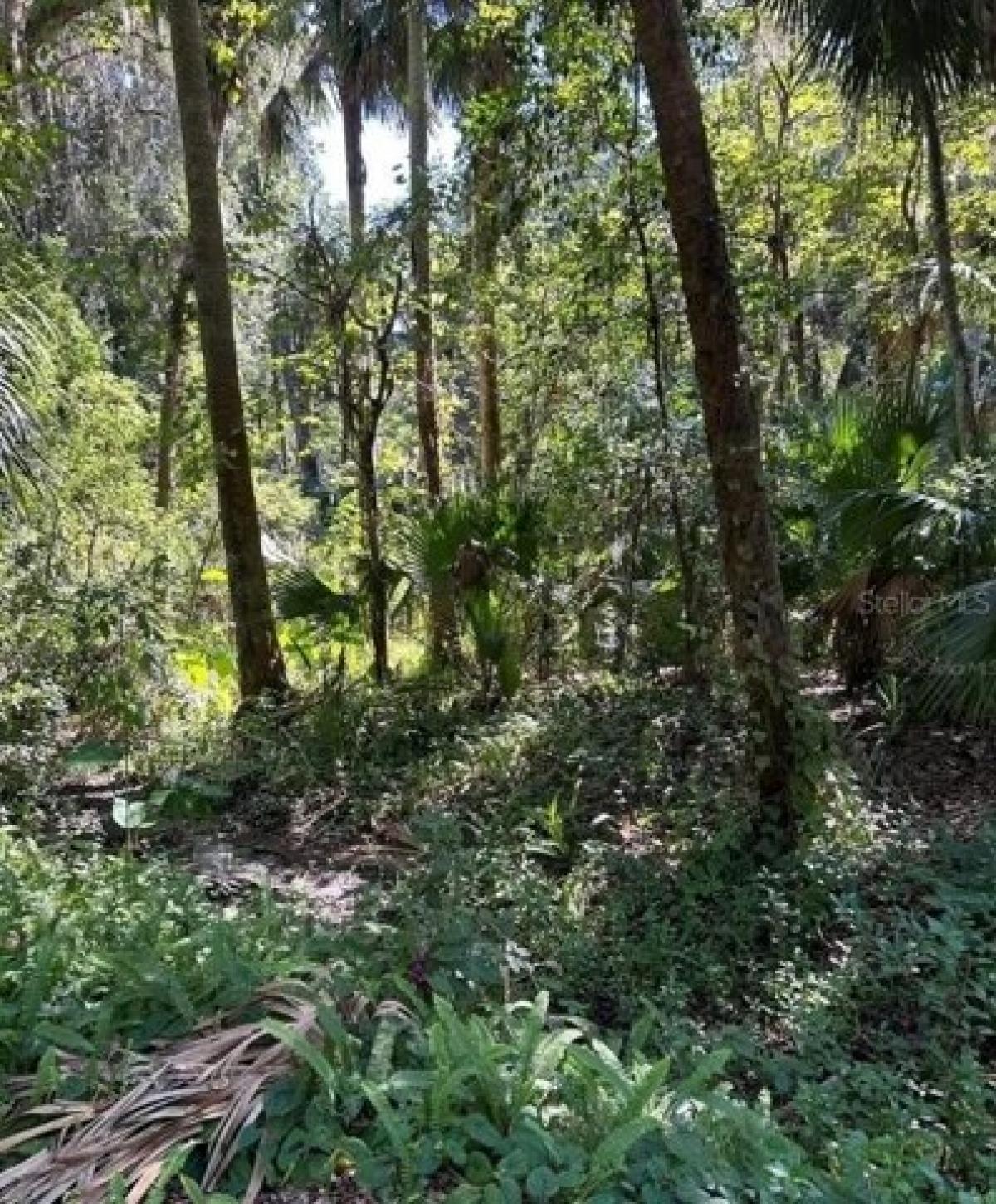 Picture of Residential Land For Sale in Debary, Florida, United States