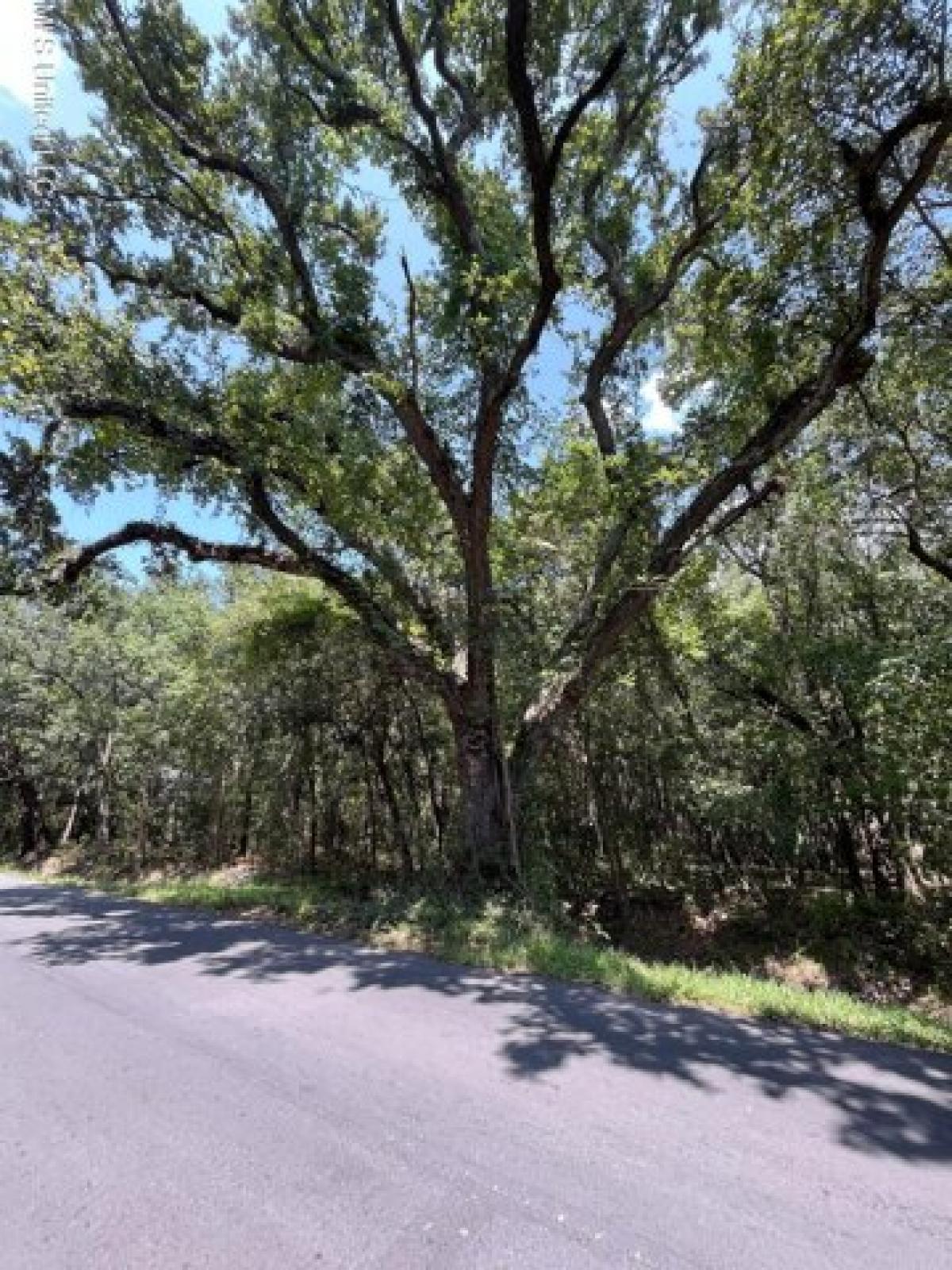 Picture of Residential Land For Sale in Pass Christian, Mississippi, United States