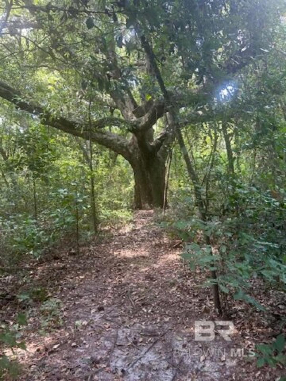 Picture of Residential Land For Sale in Foley, Alabama, United States