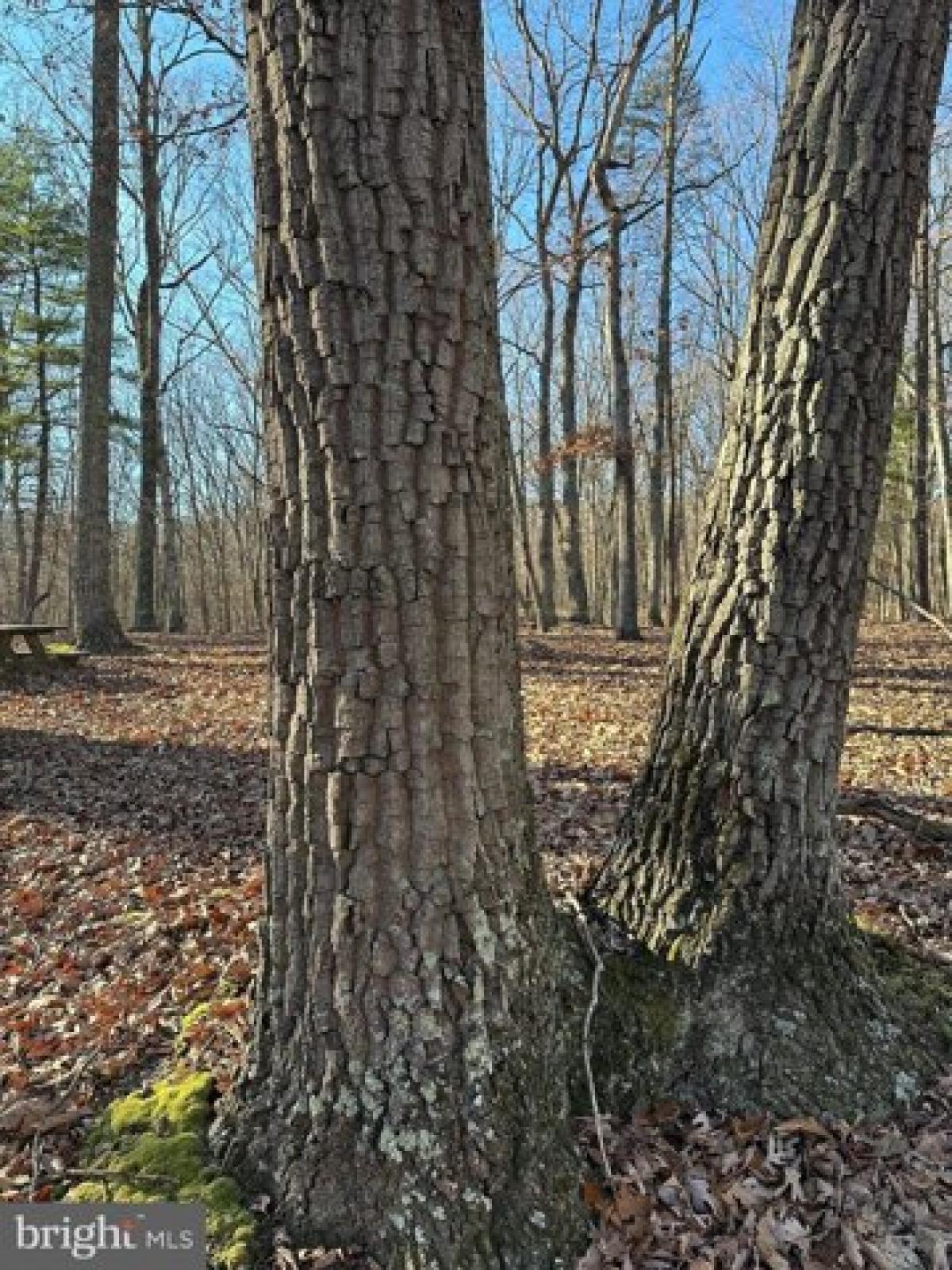 Picture of Residential Land For Sale in Great Cacapon, West Virginia, United States