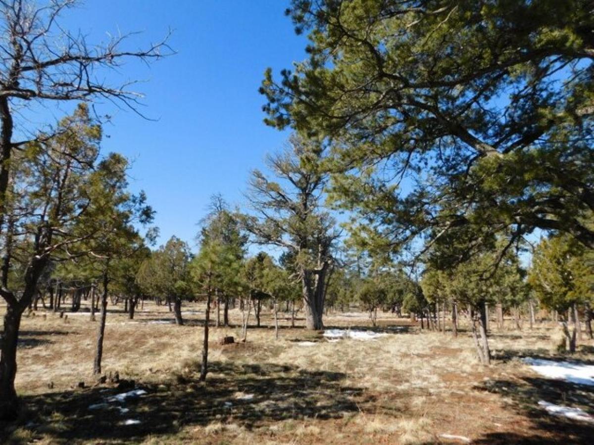 Picture of Residential Land For Sale in Happy Jack, Arizona, United States