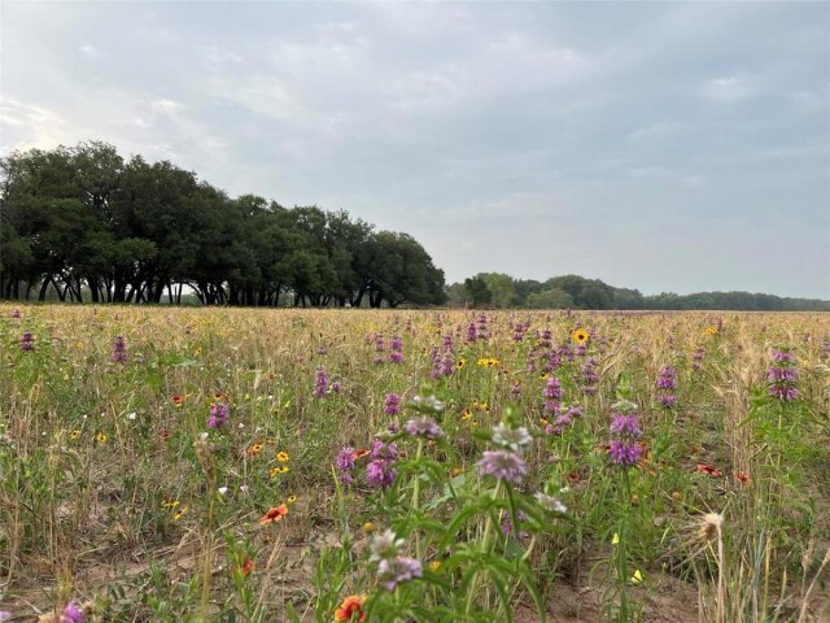 Picture of Residential Land For Sale in Tuscola, Texas, United States