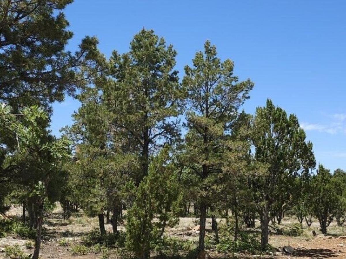 Picture of Residential Land For Sale in Happy Jack, Arizona, United States