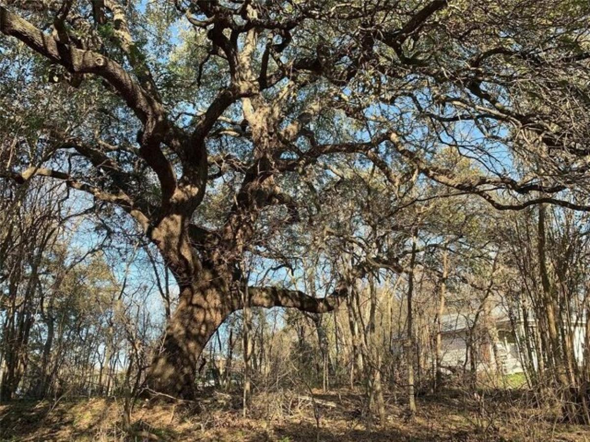 Picture of Residential Land For Sale in Austin, Texas, United States