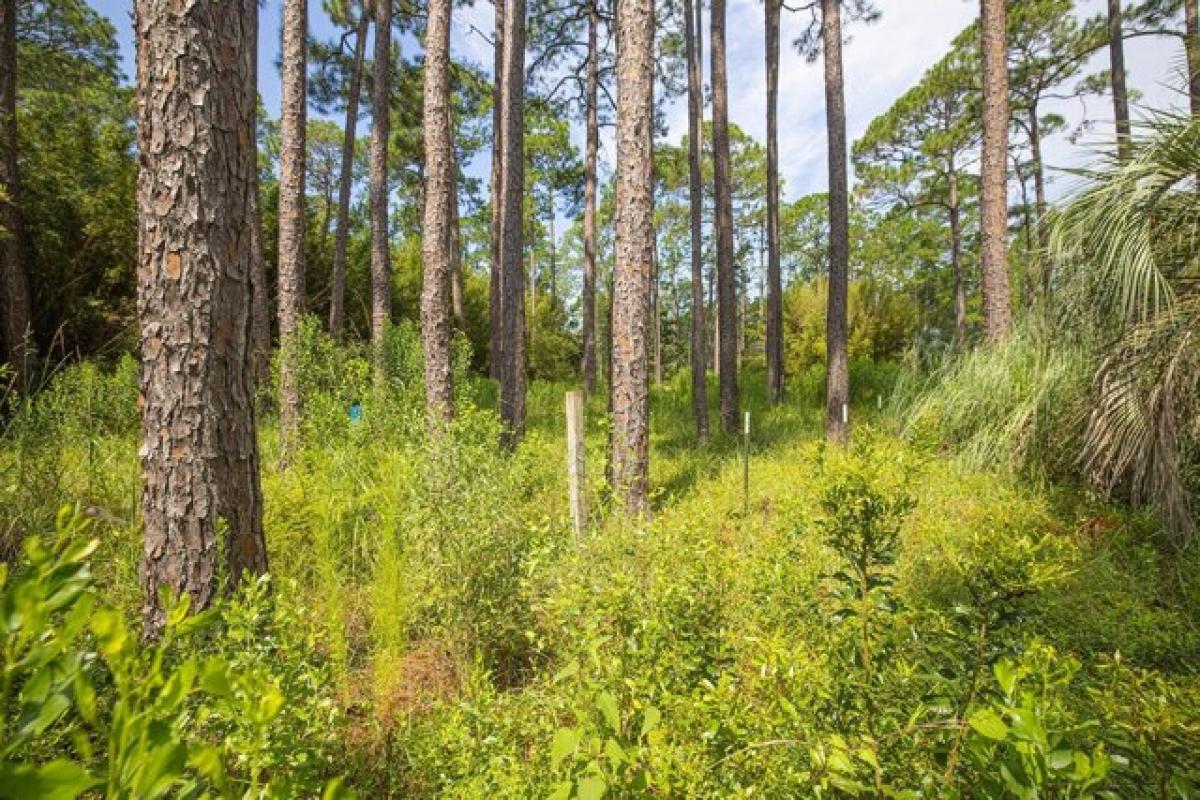 Picture of Residential Land For Sale in Santa Rosa Beach, Florida, United States