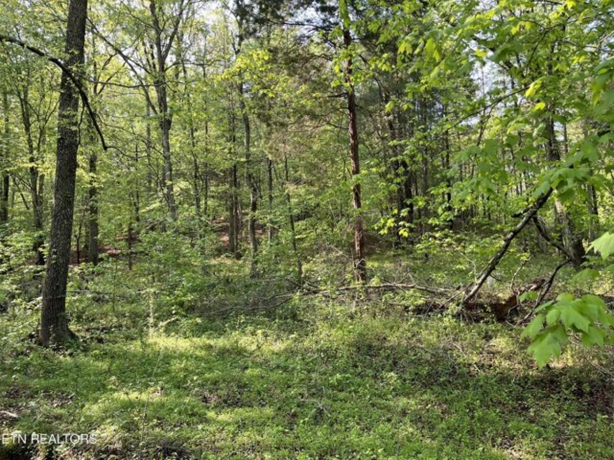 Picture of Residential Land For Sale in Ten Mile, Tennessee, United States