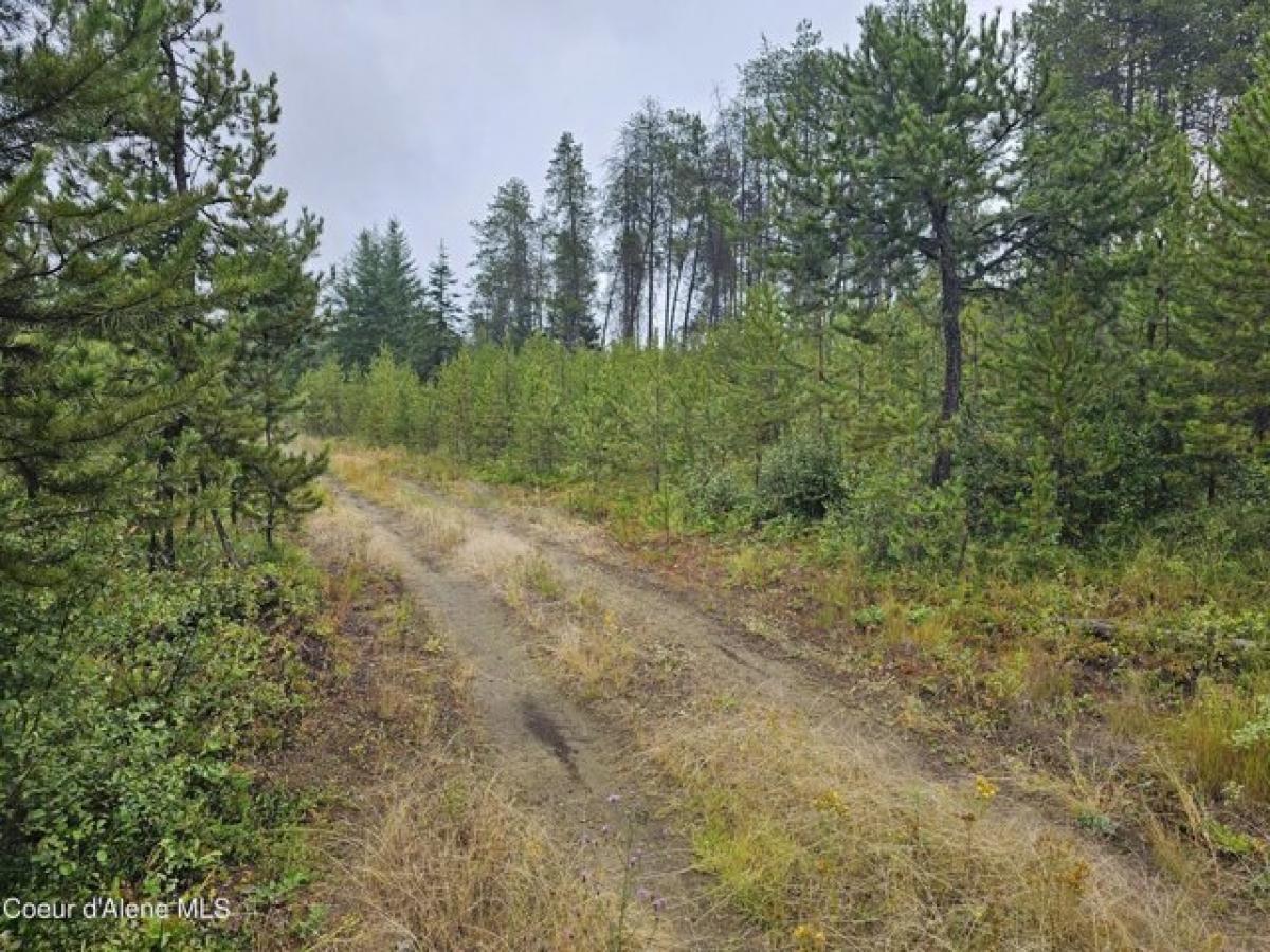 Picture of Residential Land For Sale in Athol, Idaho, United States