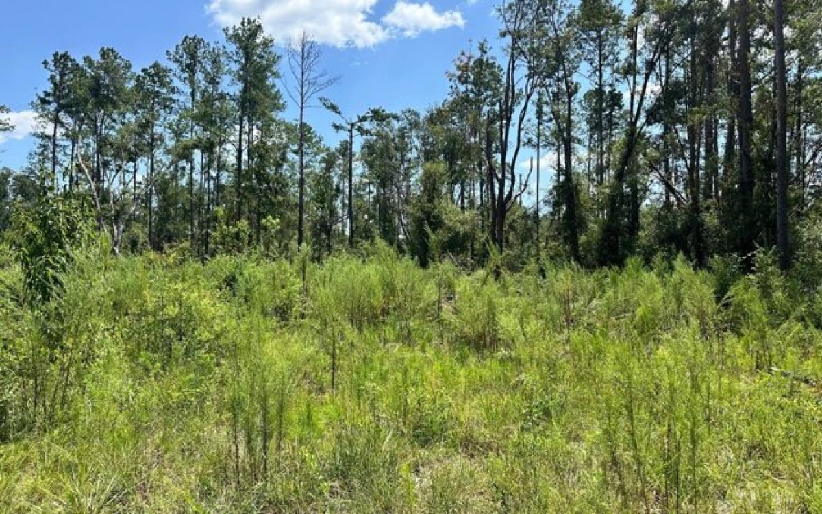 Picture of Residential Land For Sale in Live Oak, Florida, United States