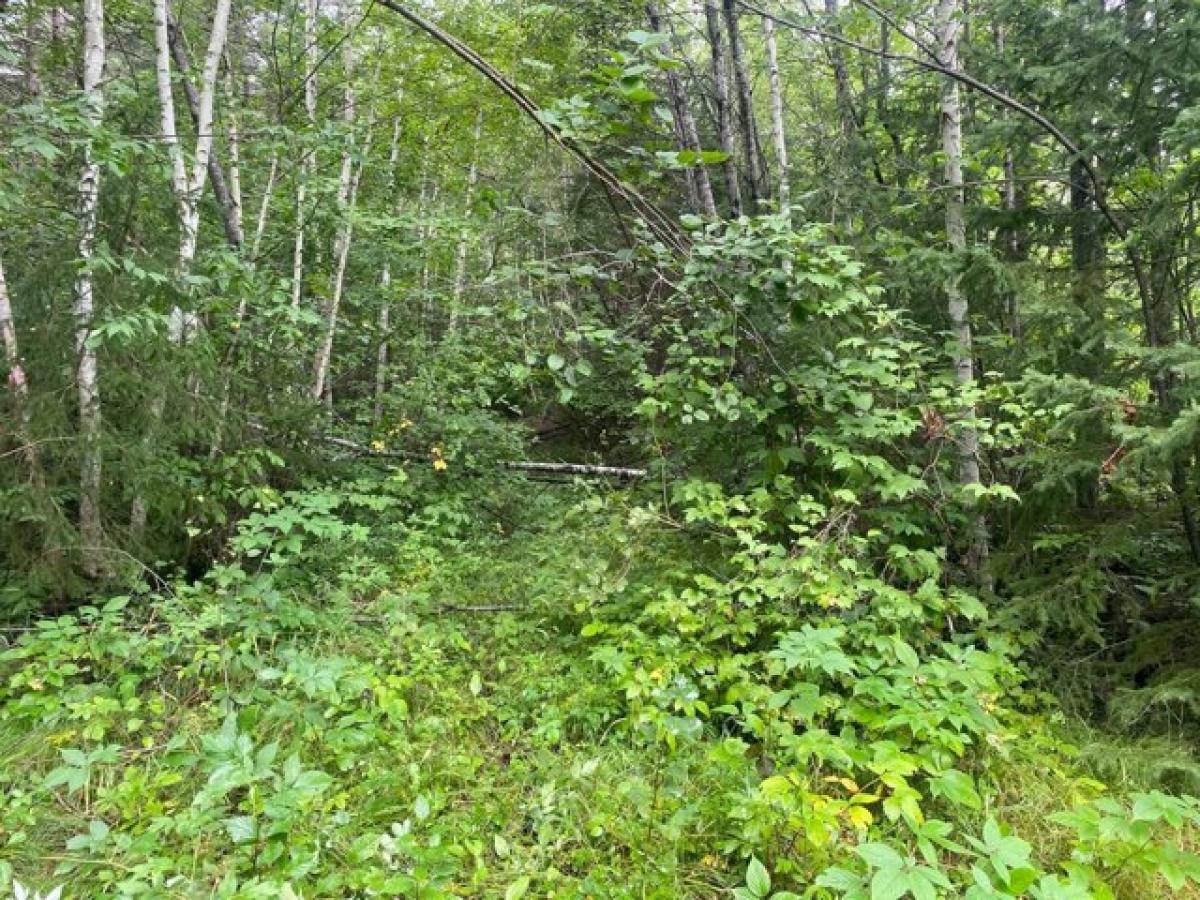 Picture of Residential Land For Sale in Loretta, Wisconsin, United States