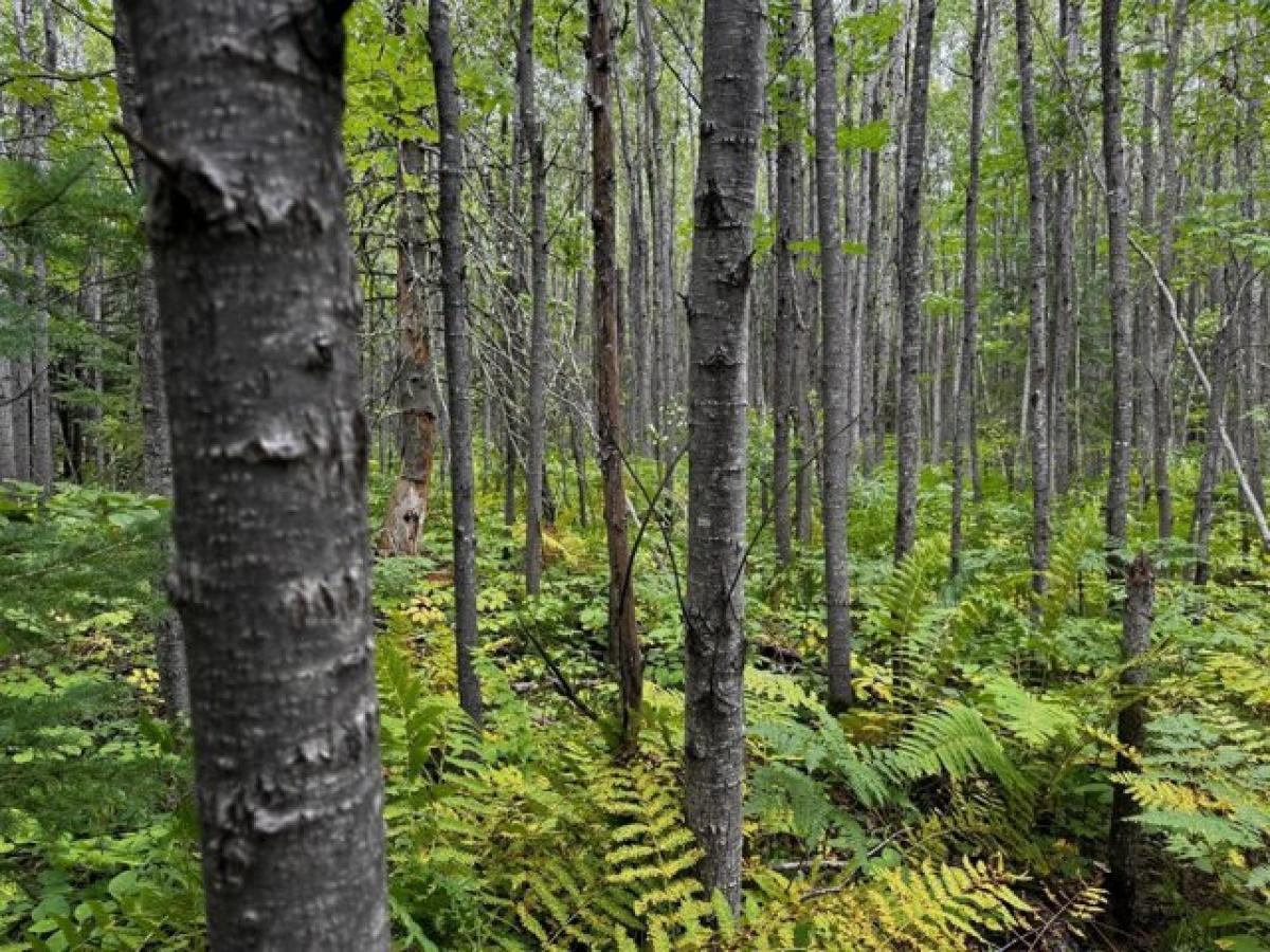 Picture of Residential Land For Sale in Minocqua, Wisconsin, United States