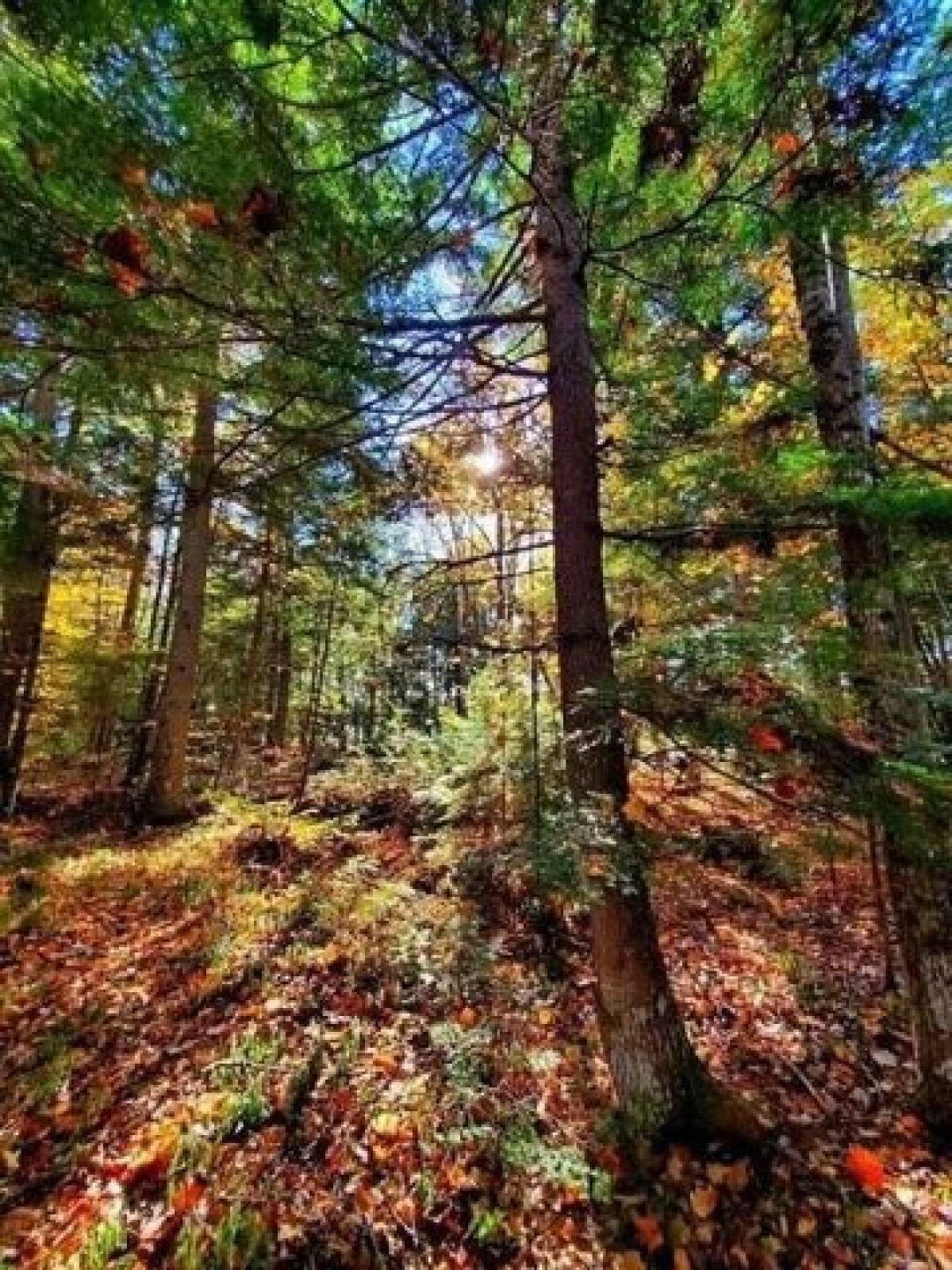 Picture of Residential Land For Sale in Princeton, Maine, United States