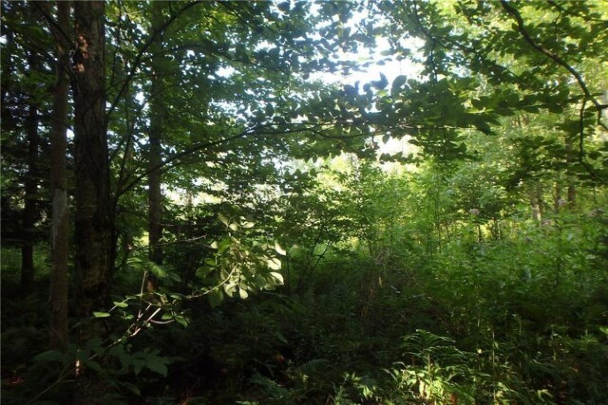 Picture of Residential Land For Sale in Sterling, New York, United States