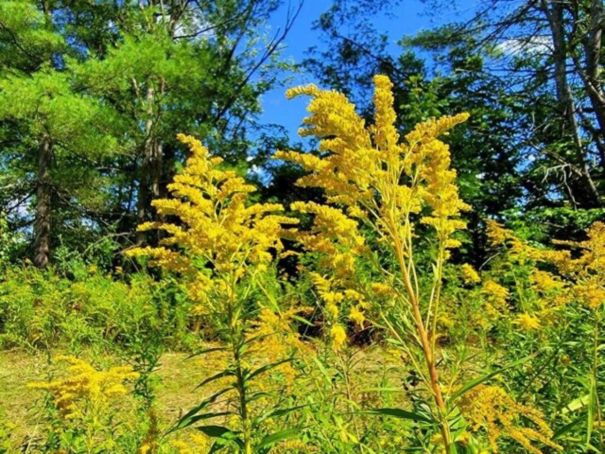 Picture of Residential Land For Sale in Jay, Maine, United States