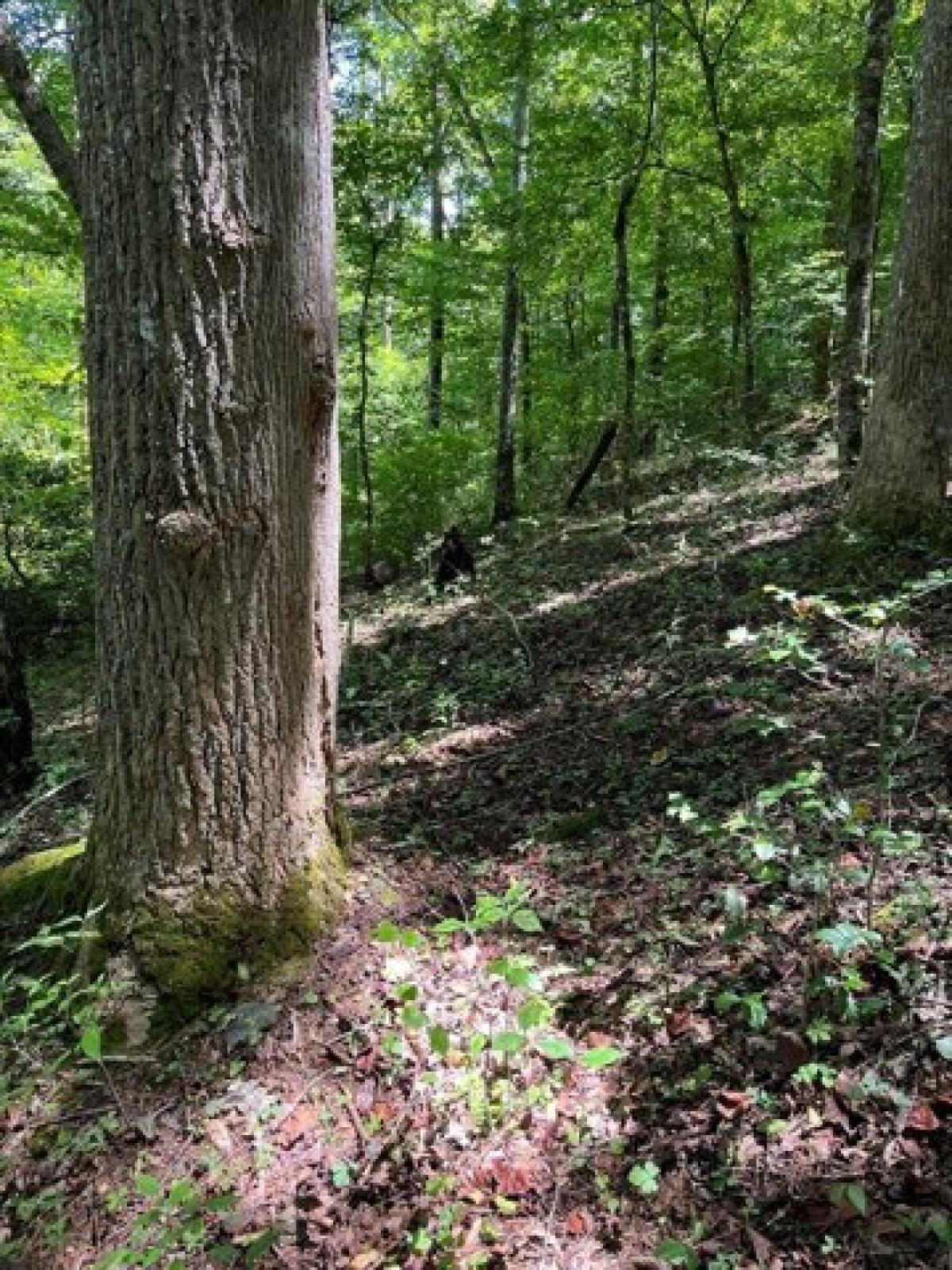 Picture of Residential Land For Sale in Young Harris, Georgia, United States