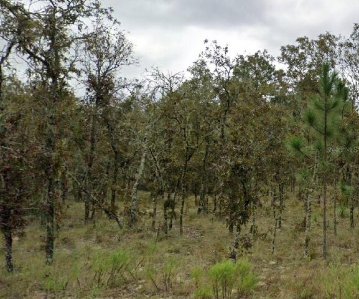 Picture of Residential Land For Sale in Williston, Florida, United States