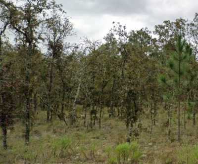 Residential Land For Sale in Williston, Florida