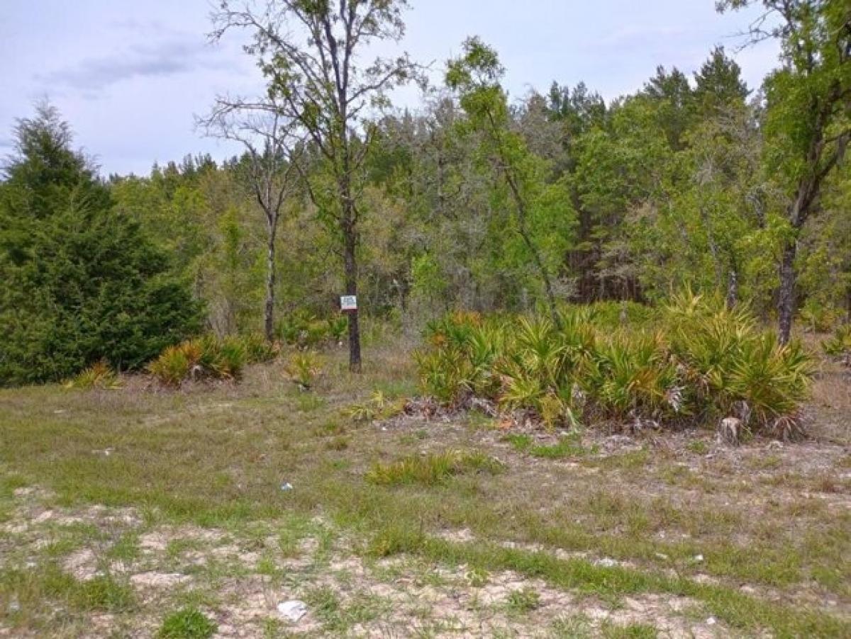 Picture of Residential Land For Sale in Williston, Florida, United States