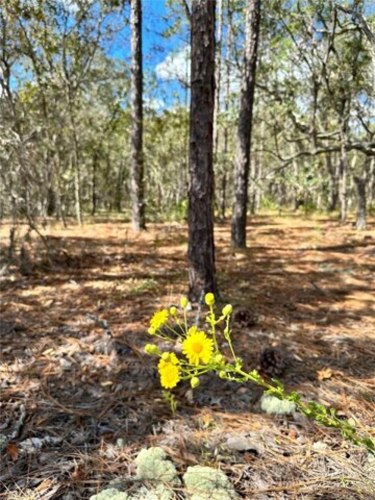 Picture of Residential Land For Sale in Homosassa, Florida, United States