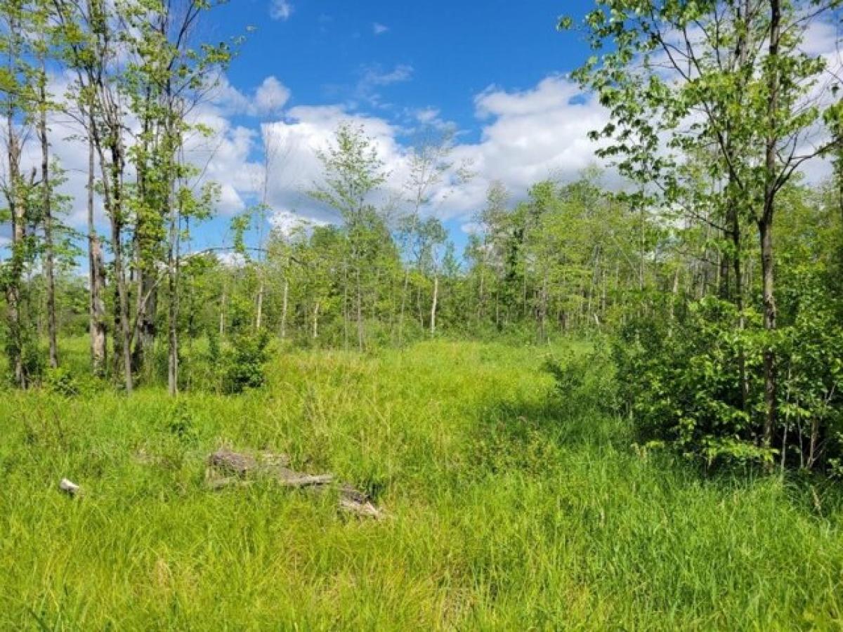 Picture of Residential Land For Sale in Pittsville, Wisconsin, United States