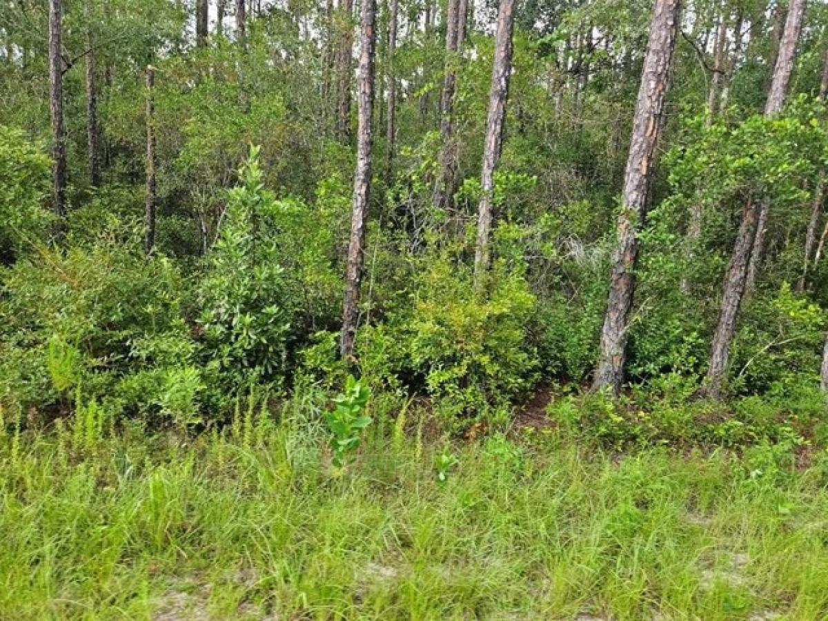 Picture of Residential Land For Sale in Wewahitchka, Florida, United States