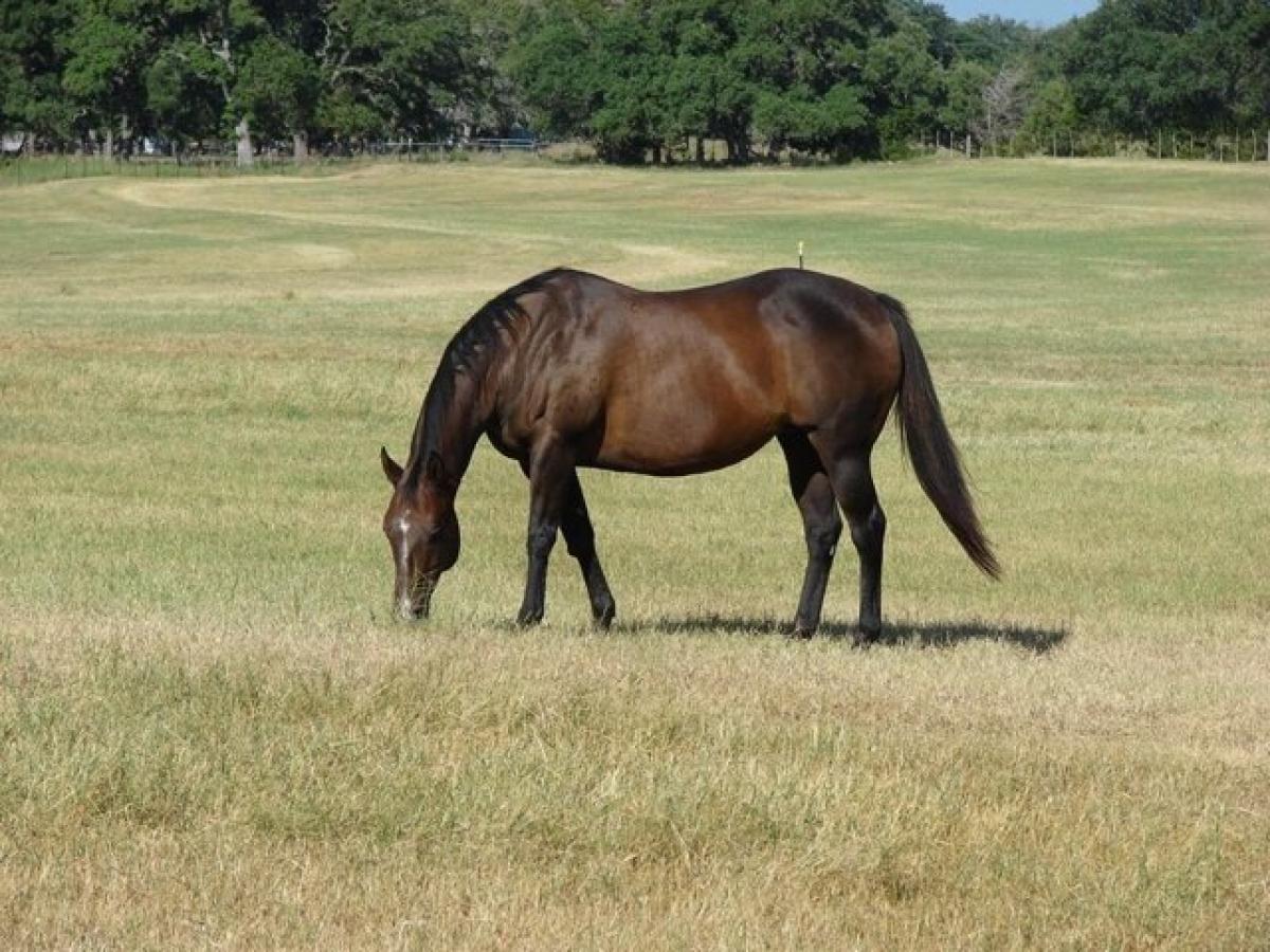 Picture of Residential Land For Sale in Boerne, Texas, United States