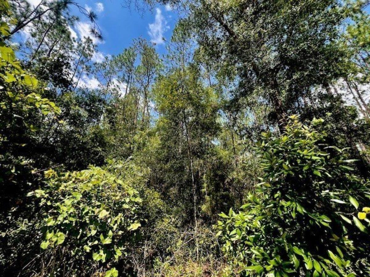 Picture of Residential Land For Sale in Bell, Florida, United States