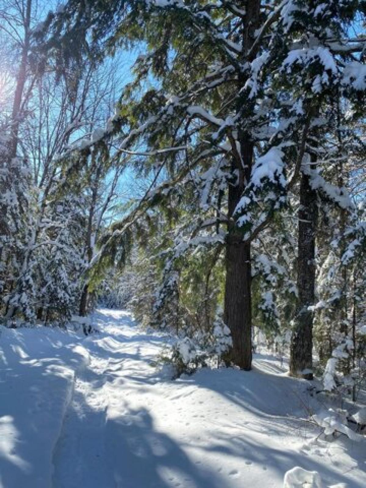 Picture of Residential Land For Sale in Park Falls, Wisconsin, United States