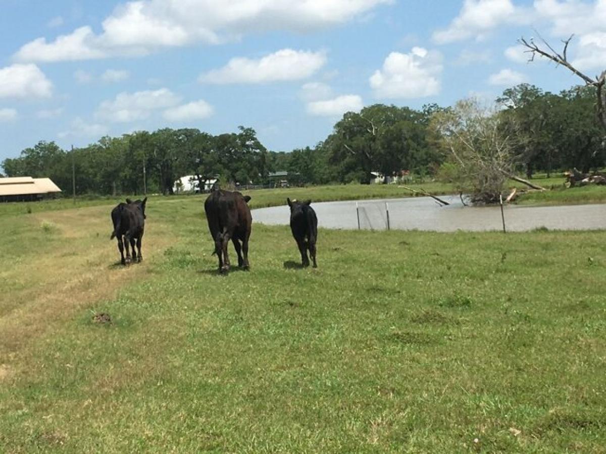 Picture of Residential Land For Sale in Rosharon, Texas, United States