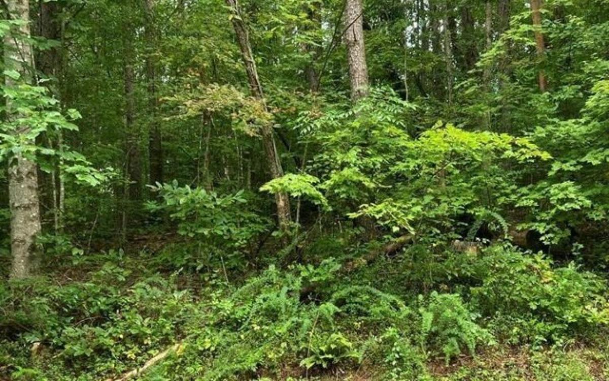 Picture of Residential Land For Sale in Turtletown, Tennessee, United States