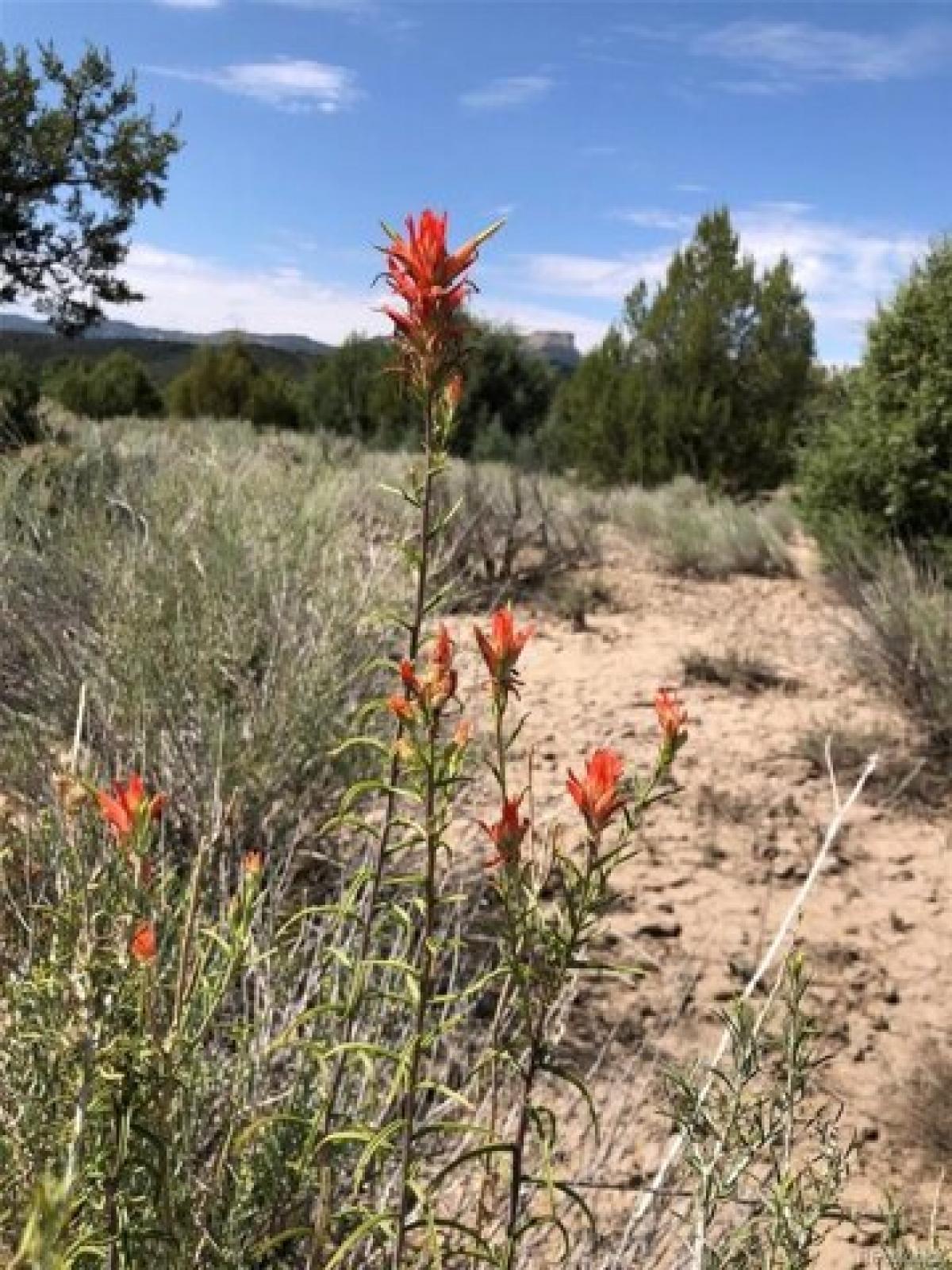 Picture of Residential Land For Sale in Mancos, Colorado, United States