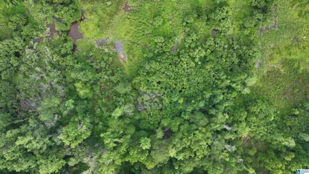 Picture of Residential Land For Sale in Tuskegee, Alabama, United States