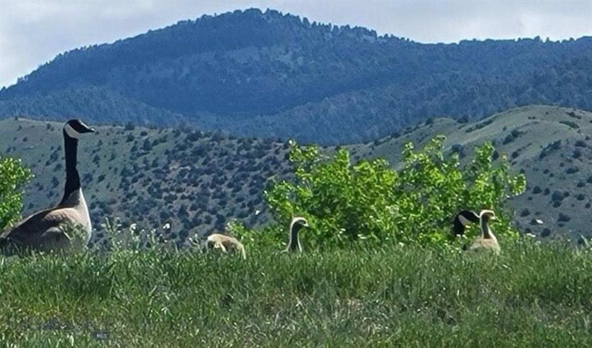 Picture of Residential Land For Sale in Sheridan, Montana, United States