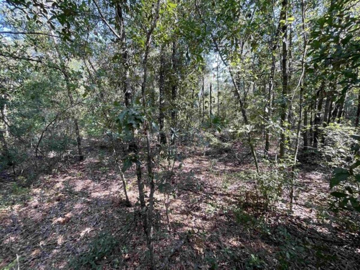 Picture of Residential Land For Sale in Jennings, Florida, United States