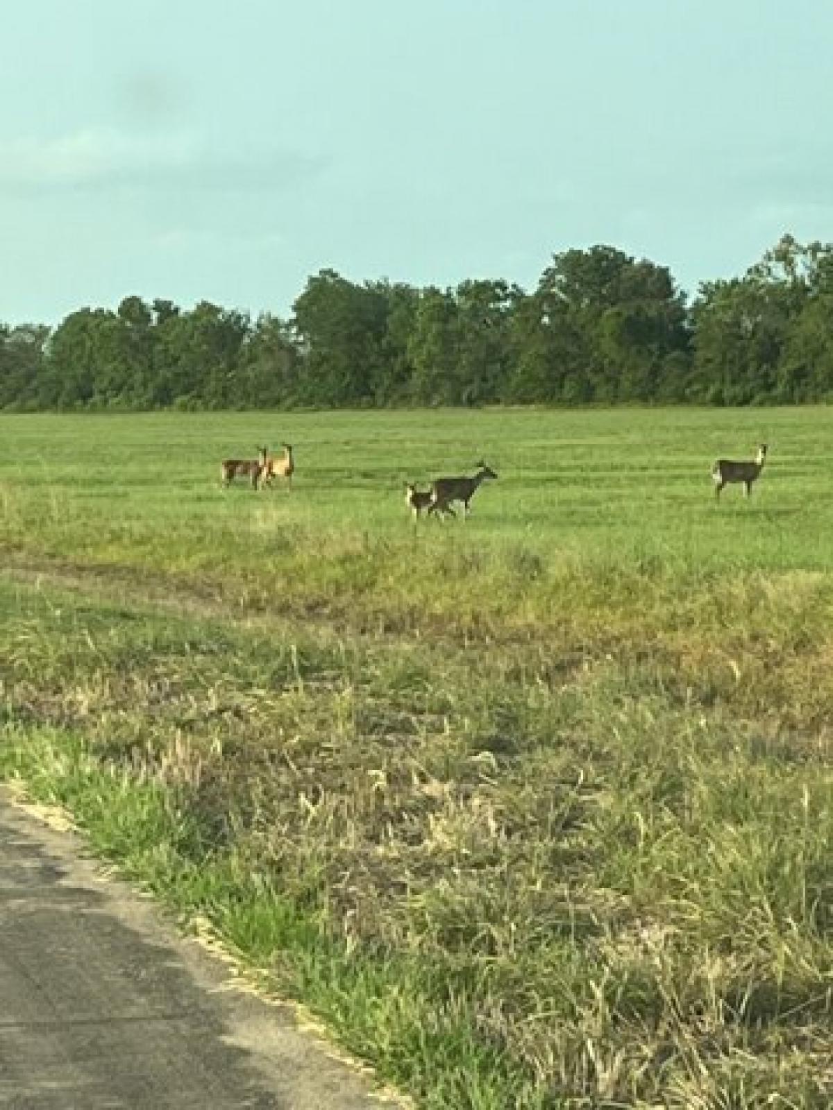 Picture of Residential Land For Sale in Angleton, Texas, United States