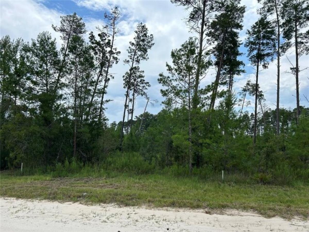 Picture of Residential Land For Sale in Morriston, Florida, United States