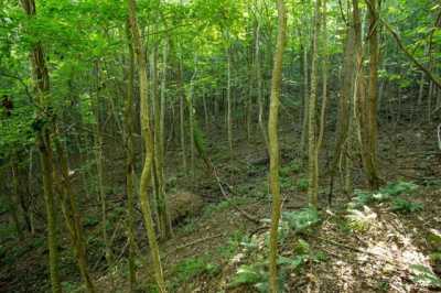 Residential Land For Sale in Blairsville, Georgia