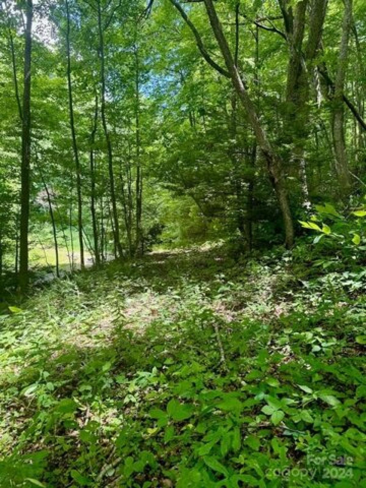 Picture of Residential Land For Sale in Clyde, North Carolina, United States