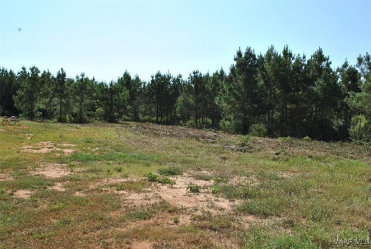 Picture of Residential Land For Sale in New Brockton, Alabama, United States