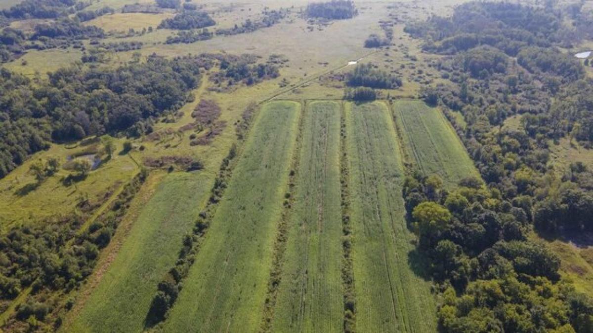 Picture of Residential Land For Sale in Neshkoro, Wisconsin, United States