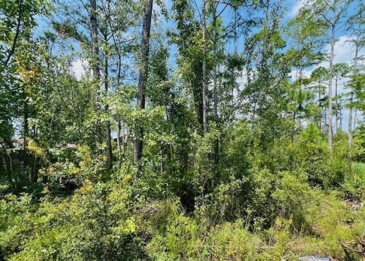 Picture of Residential Land For Sale in Wewahitchka, Florida, United States