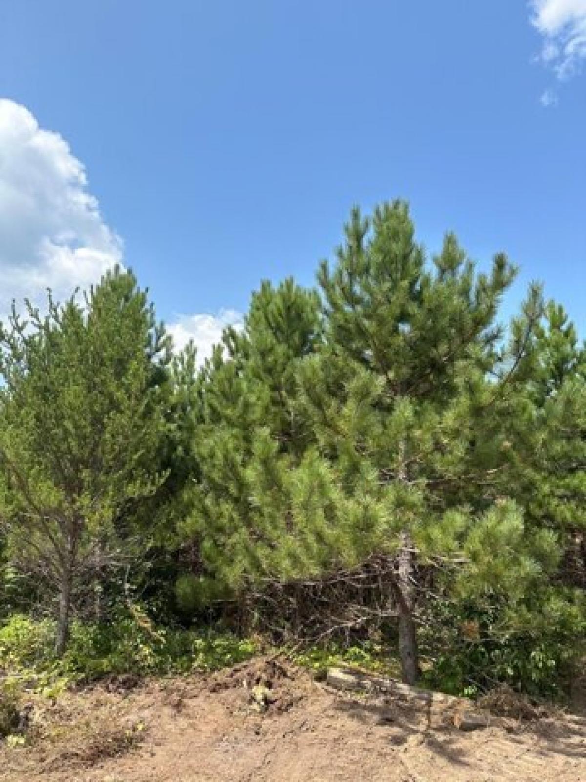 Picture of Residential Land For Sale in Tomahawk, Wisconsin, United States