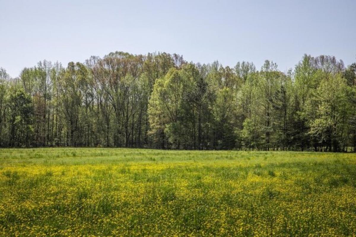 Picture of Residential Land For Sale in Martin, Tennessee, United States