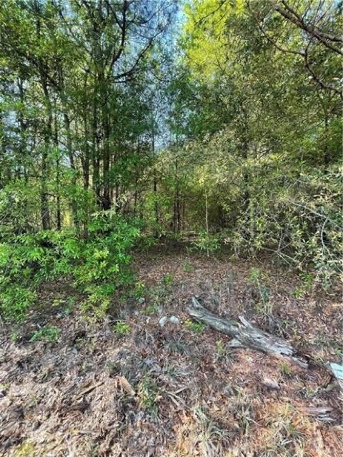 Picture of Residential Land For Sale in Seale, Alabama, United States