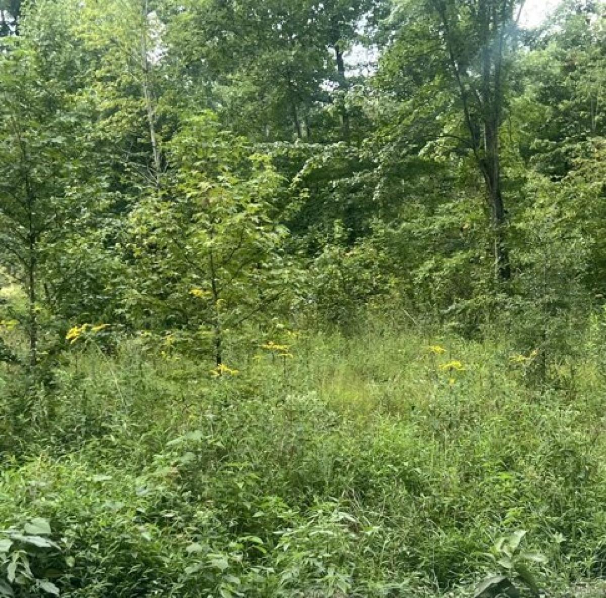 Picture of Residential Land For Sale in Beechgrove, Tennessee, United States