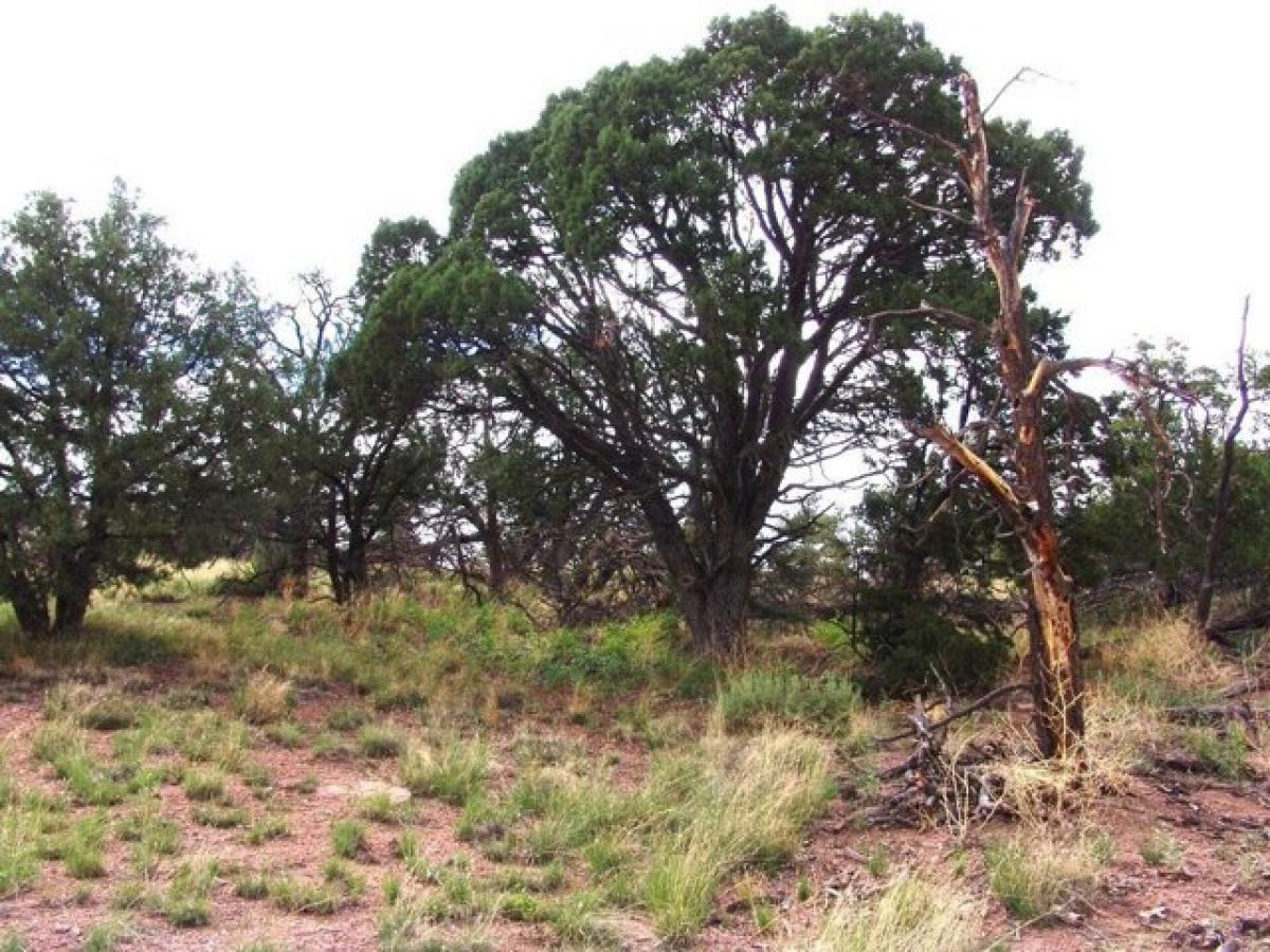 Picture of Residential Land For Sale in Datil, New Mexico, United States